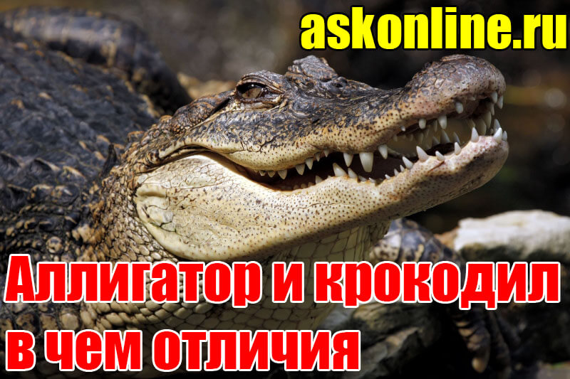 Чем отличается аллигатор от крокодила 